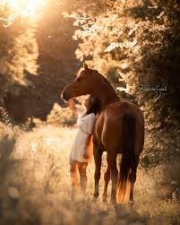 Afbeeldingsresultaat voor paarden