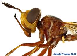 Attēlu rezultāti vaicājumam “Conopidae”