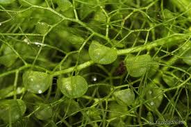 Attēlu rezultāti vaicājumam “Utricularia vulgaris”