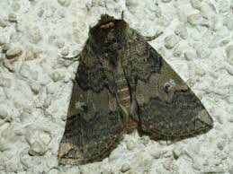 Attēlu rezultāti vaicājumam “Tethea or”