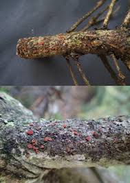 Attēlu rezultāti vaicājumam “Neonectria fuckeliana”