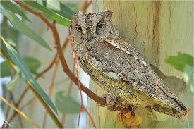 Image result for Otus scops