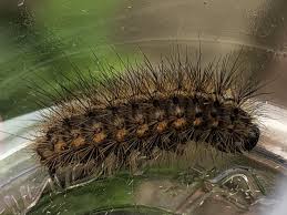 Attēlu rezultāti vaicājumam “Spilosoma lutea larva”