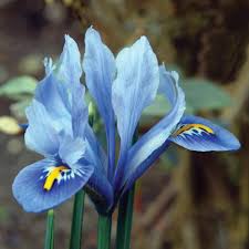 Attēlu rezultāti vaicājumam “Iris reticulata”