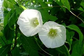 Attēlu rezultāti vaicājumam “Calystegia sepium”
