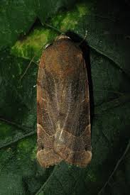 Attēlu rezultāti vaicājumam “Noctua fimbriata”