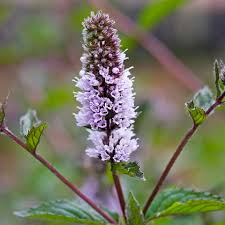 Image result for Pfefferminze