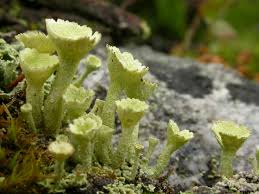 Attēlu rezultāti vaicājumam “Cladonia botrytes”