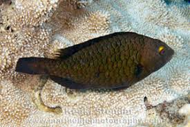 Image result for Calotomus carolinus