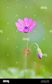 Attēlu rezultāti vaicājumam “Geranium molle flower”