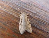 Attēlu rezultāti vaicājumam “Semioscopis steinkellneriana”