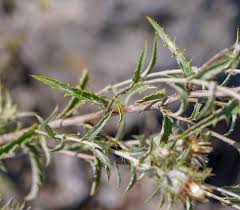 Attēlu rezultāti vaicājumam “Carlina biebersteinii leaf”