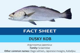 Image result for Argyrosomus inodorus