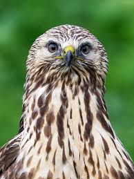 Attēlu rezultāti vaicājumam “Buteo lagopus adult”