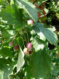 Attēlu rezultāti vaicājumam “Brachypodium sylvaticum fruit”