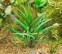 Aquarium Plant Substrates, Planting Mediums for Freshwater ...