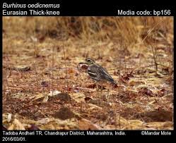 Image result for Burhinus oedicnemus