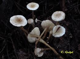 Attēlu rezultāti vaicājumam “Collybia tuberosa”