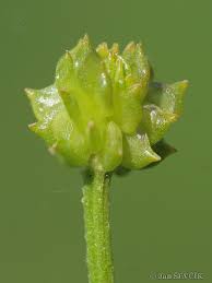 Attēlu rezultāti vaicājumam “Ranunculus cassubicus bud”