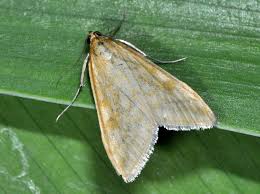 Attēlu rezultāti vaicājumam “Sitochroa verticalis”