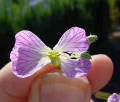 Attēlu rezultāti vaicājumam “Raphanus raphanistrum flower”