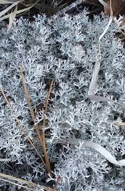 Attēlu rezultāti vaicājumam “Cladonia stygia”