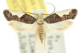 Attēlu rezultāti vaicājumam “Monopis monachella”