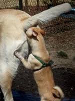 Image result for Total Body Defence Goshinkwai