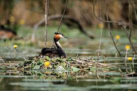 Attēlu rezultāti vaicājumam “Podiceps cristatus nest”