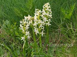 Attēlu rezultāti vaicājumam “Platanthera bifolia”