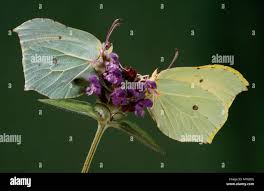 Attēlu rezultāti vaicājumam “Gonepteryx rhamni female”