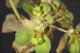 Attēlu rezultāti vaicājumam “Euphorbia helioscopia leaf”