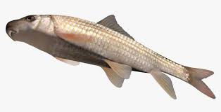 Image result for Moxostoma erythrurum