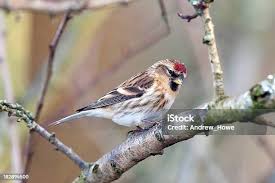 Attēlu rezultāti vaicājumam “Carduelis flammea male”