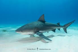 Image result for Carcharhinus leucas