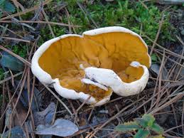 Attēlu rezultāti vaicājumam “Sowerbyella radiculata”