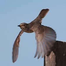 Attēlu rezultāti vaicājumam “Muscicapa striata adult”