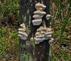 Attēlu rezultāti vaicājumam “Postia fragilis”