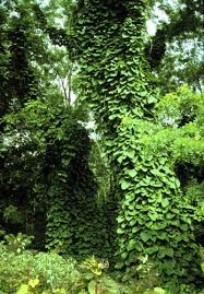 Attēlu rezultāti vaicājumam “Aristolochia durior”