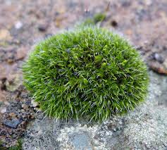 Attēlu rezultāti vaicājumam “Grimmia pulvinata”