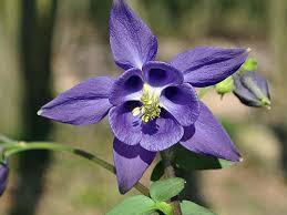 Image result for Aquilegia vulgaris