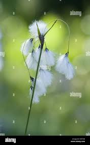 Attēlu rezultāti vaicājumam “Eriophorum latifolium flower”