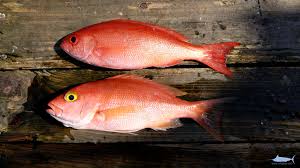 Image result for Rhomboplites aurorubens