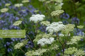 Attēlu rezultāti vaicājumam “Cenolophium denudatum”