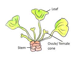 Attēlu rezultāti vaicājumam “Ginkgo biloba female flower”