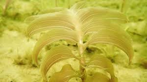 Attēlu rezultāti vaicājumam “Potamogeton perfoliatus leaf”