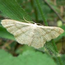 Attēlu rezultāti vaicājumam “Idaea straminata”