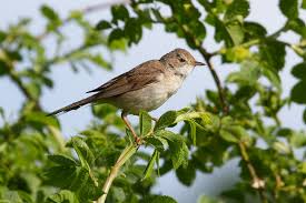 Attēlu rezultāti vaicājumam “Sylvia communis”