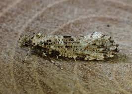 Attēlu rezultāti vaicājumam “Morophaga choragella”