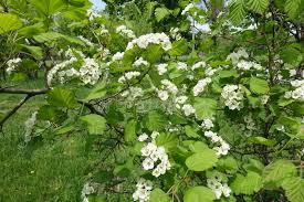 Attēlu rezultāti vaicājumam “Crataegus submollis”